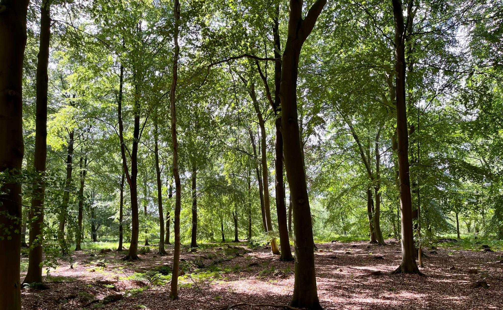 Landzicht Natuur Rust En Ruimte Oosterwolde  Exteriör bild